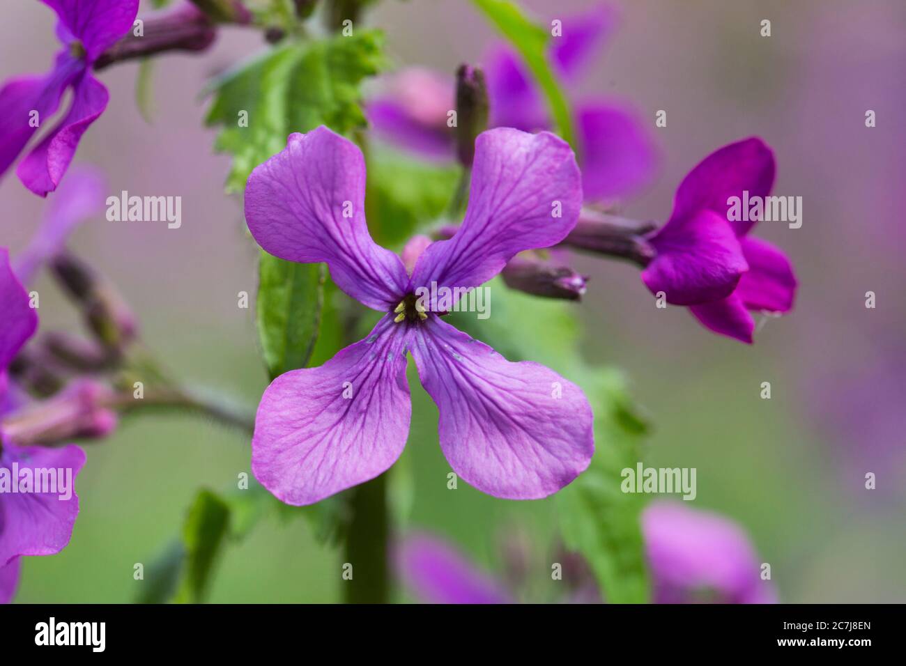 Honesty plant, Annual honesty (Lunaria annua), flower, Netherlands
