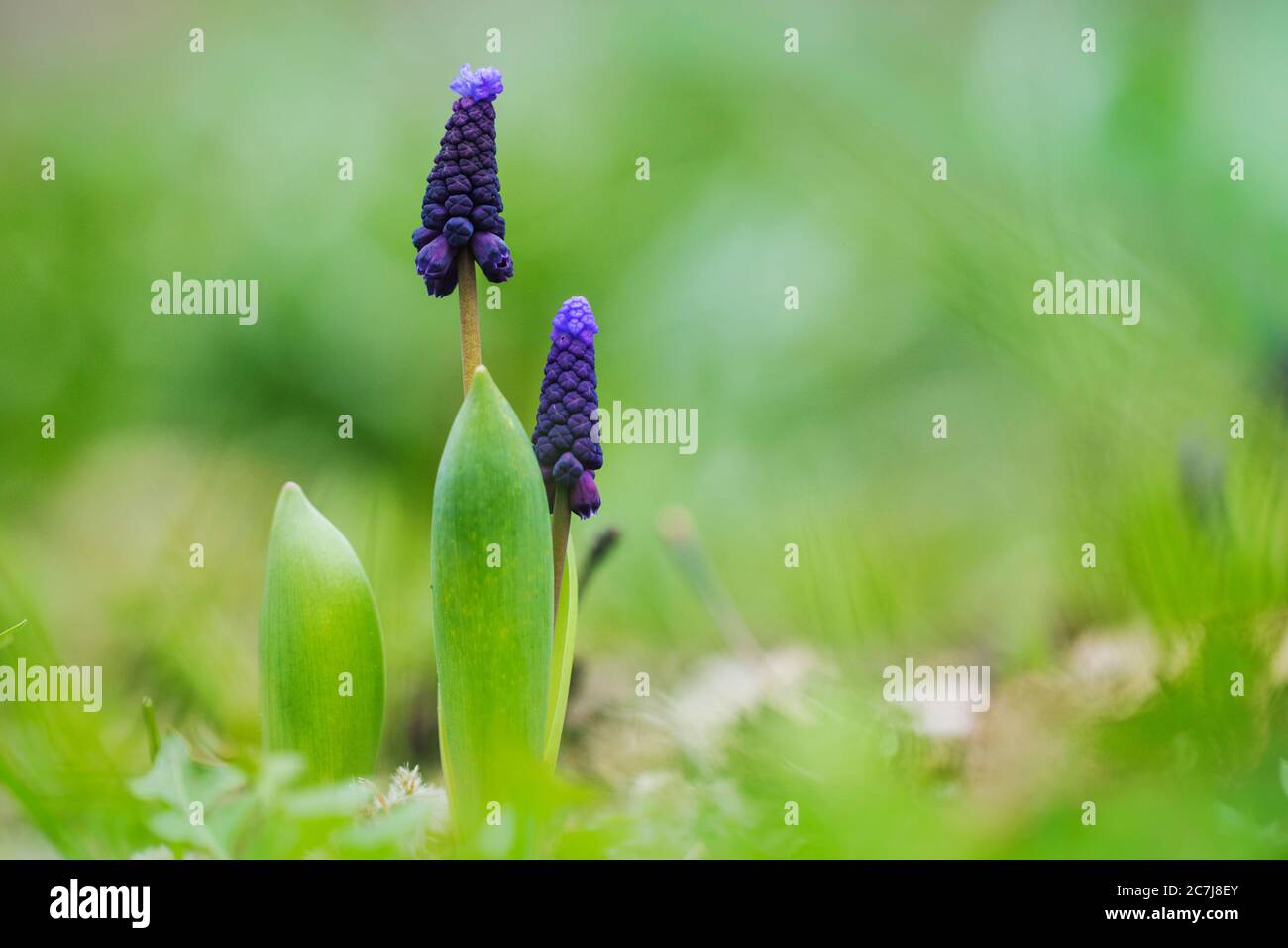 grape hyacinth (Muscari latifolium), blooming, Netherlands Stock Photo