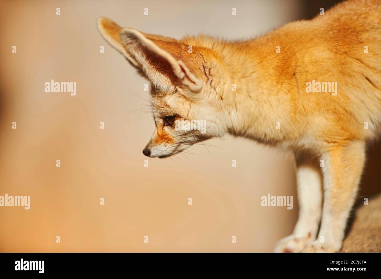 Portrait fennec animal mammal Cut Out Stock Images & Pictures - Alamy