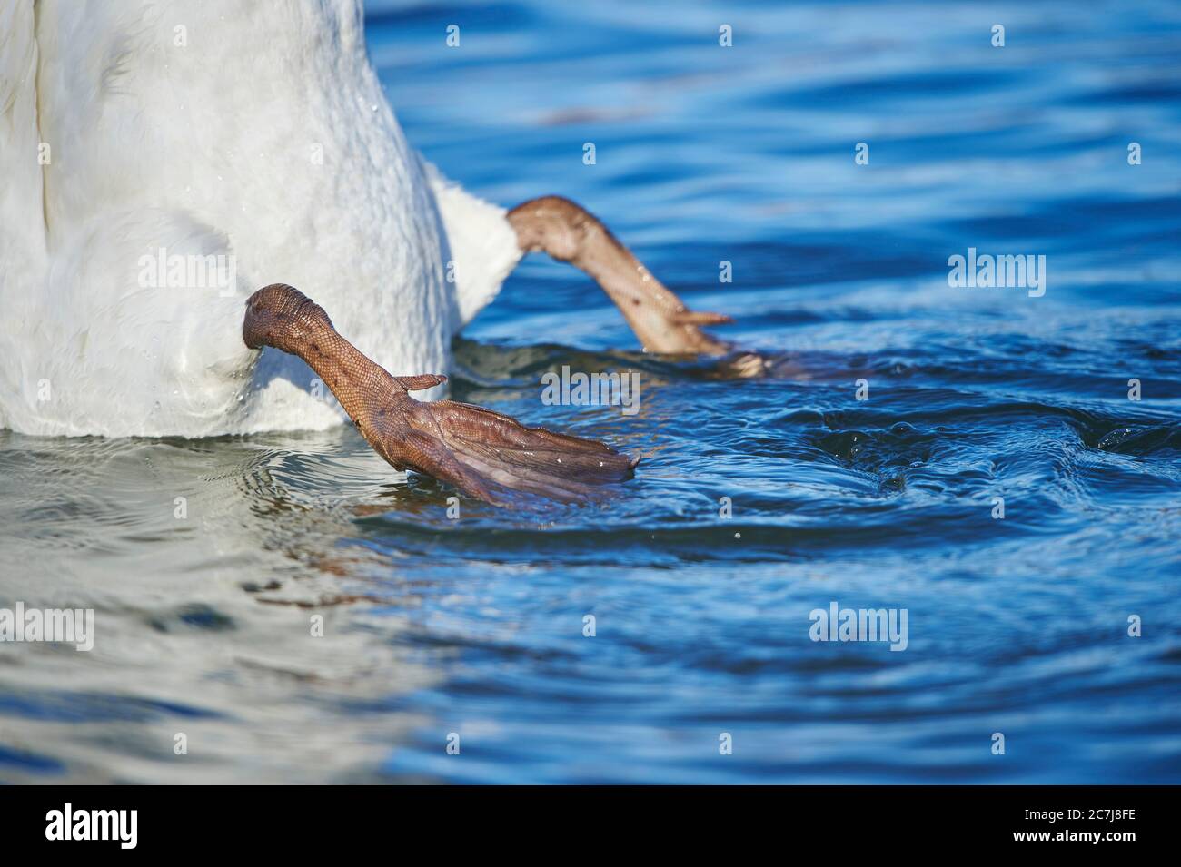 mute swan (Cygnus olor), dabbling, detail, Germany, Bavaria Stock Photo