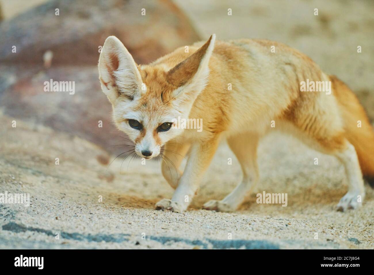 fennec fox (Fennecus zerda, Vulpes zerda), on the feed, Africa Stock