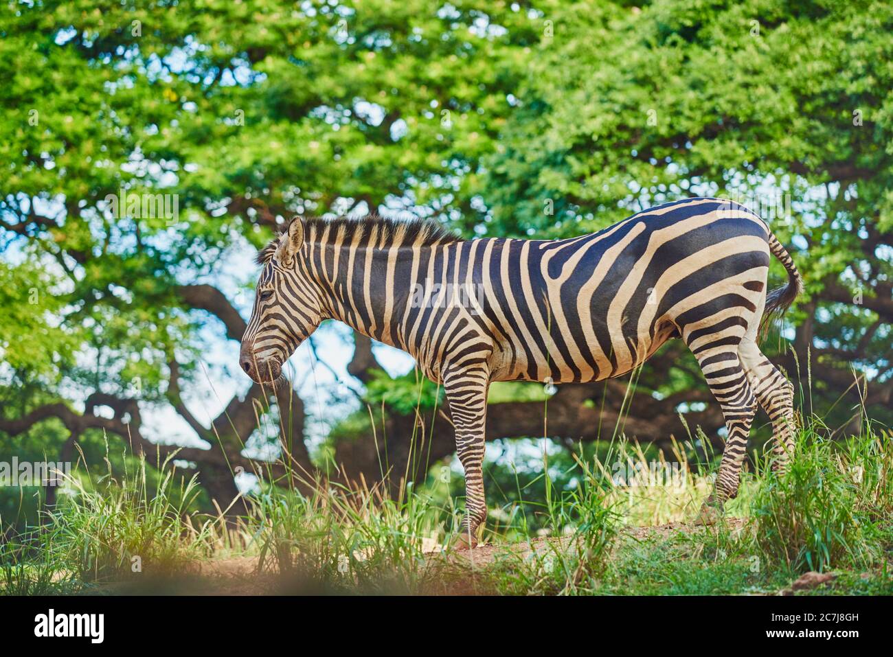 Burchell's zebra, zebra, Common zebra, plains zebra (Equus quagga burchelli, Equus burchelli), standing in the savannah, side view, Africa Stock Photo