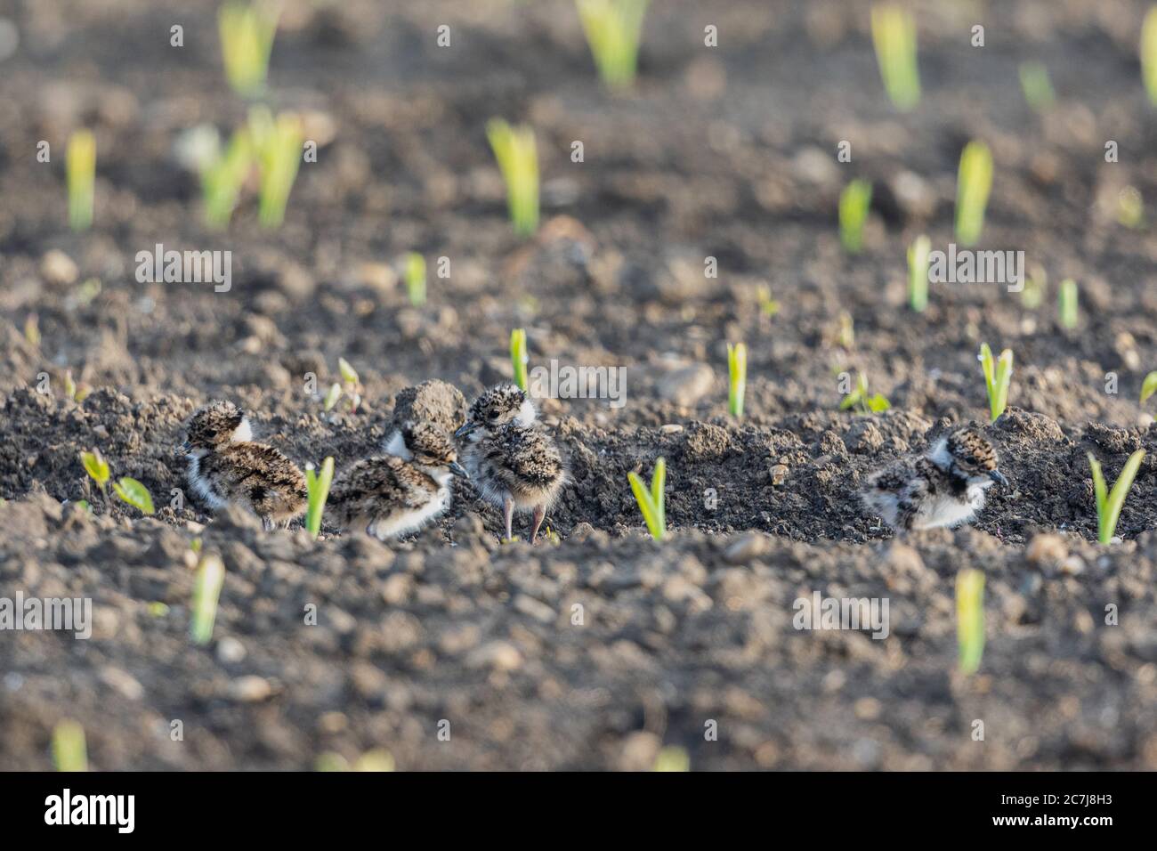 northern lapwing (Vanellus vanellus), just hatched four chicks on a maize acre, Germany, Bavaria, Erdinger Moos Stock Photo