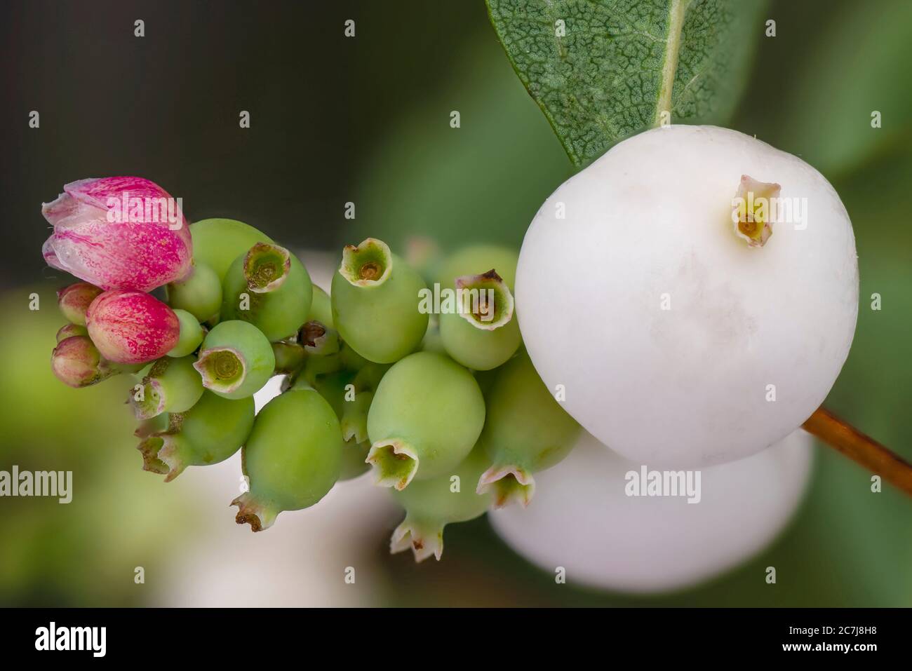 Common snowberry, waxberry (Symphoricarpos albus, Symphoricarpos rivularis), fruits, Germany, Bavaria Stock Photo
