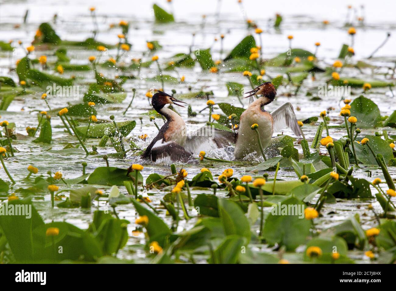 great crested grebe (Podiceps cristatus), competing males between yellow pond lilies, Germany, Bavaria Stock Photo