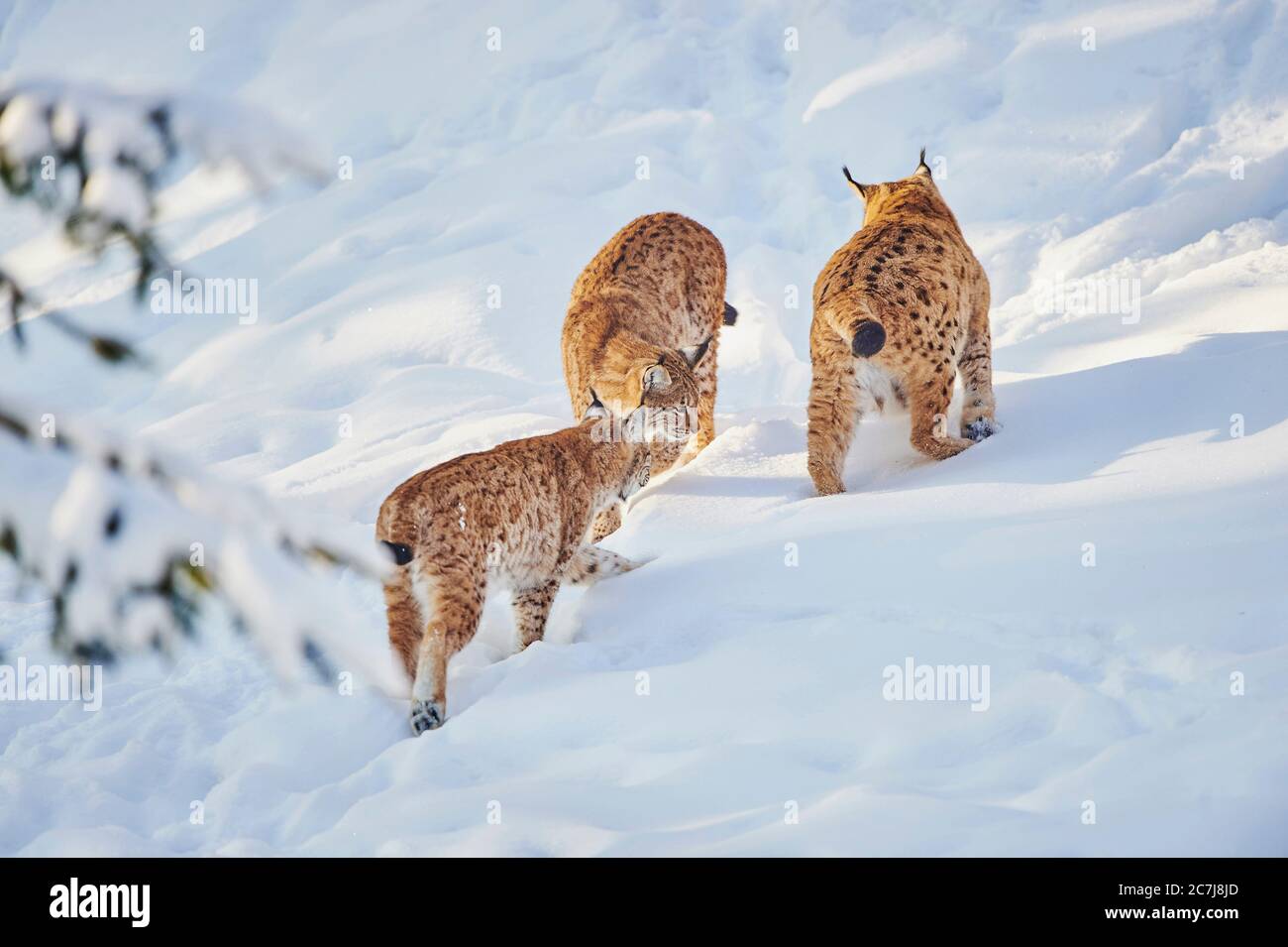 northern lynx (Lynx lynx lynx), three northern lynxes in the snow, Germany, Bavaria, Bavarian Forest National Park Stock Photo