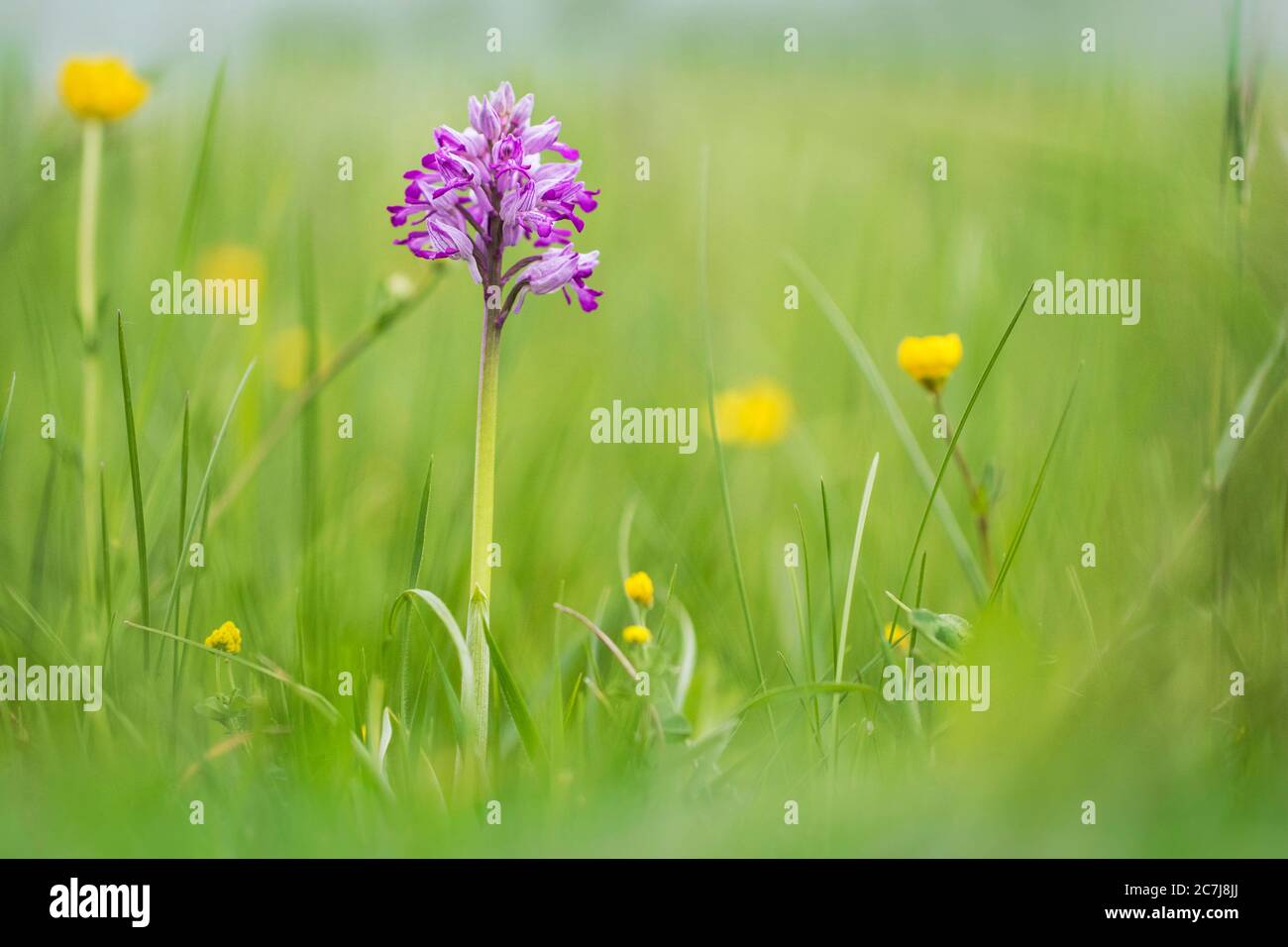 military orchid (Orchis militaris), blooming in a meadow, Germany, North Rhine-Westphalia Stock Photo