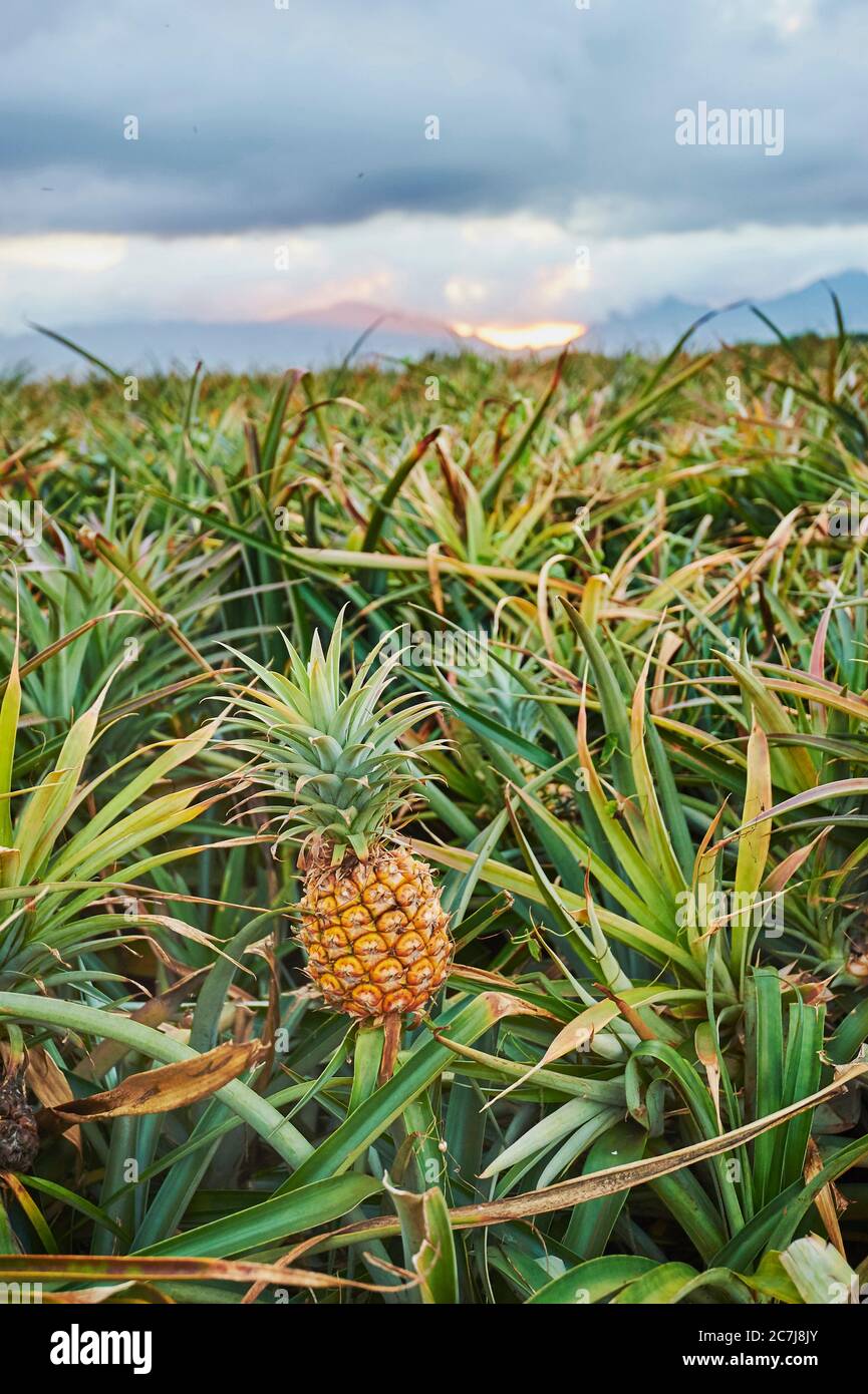 pineapple (Ananas comosus, Ananas sativus), Pineapple plantation, USA, Hawaii, Oahu Stock Photo