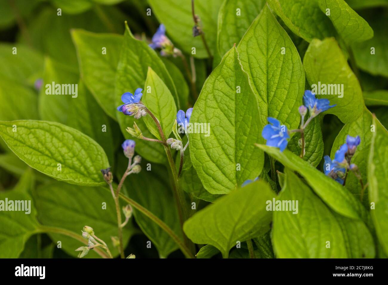 Navelwort, Blue-eyed Mary (Omphalodes verna), blooming, Netherlands Stock Photo