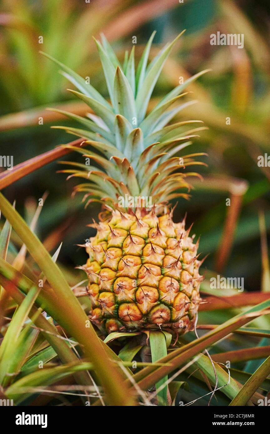 pineapple (Ananas comosus, Ananas sativus), Pineapple plantation, USA, Hawaii, Oahu Stock Photo