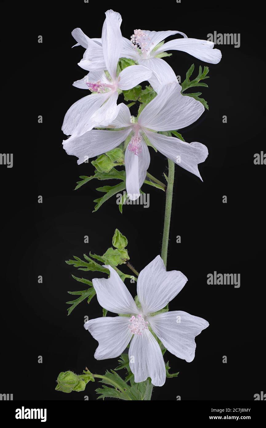 musk mallow, musk cheeseweed (Malva moschata), with white flowers against black background, Germany, Bavaria Stock Photo