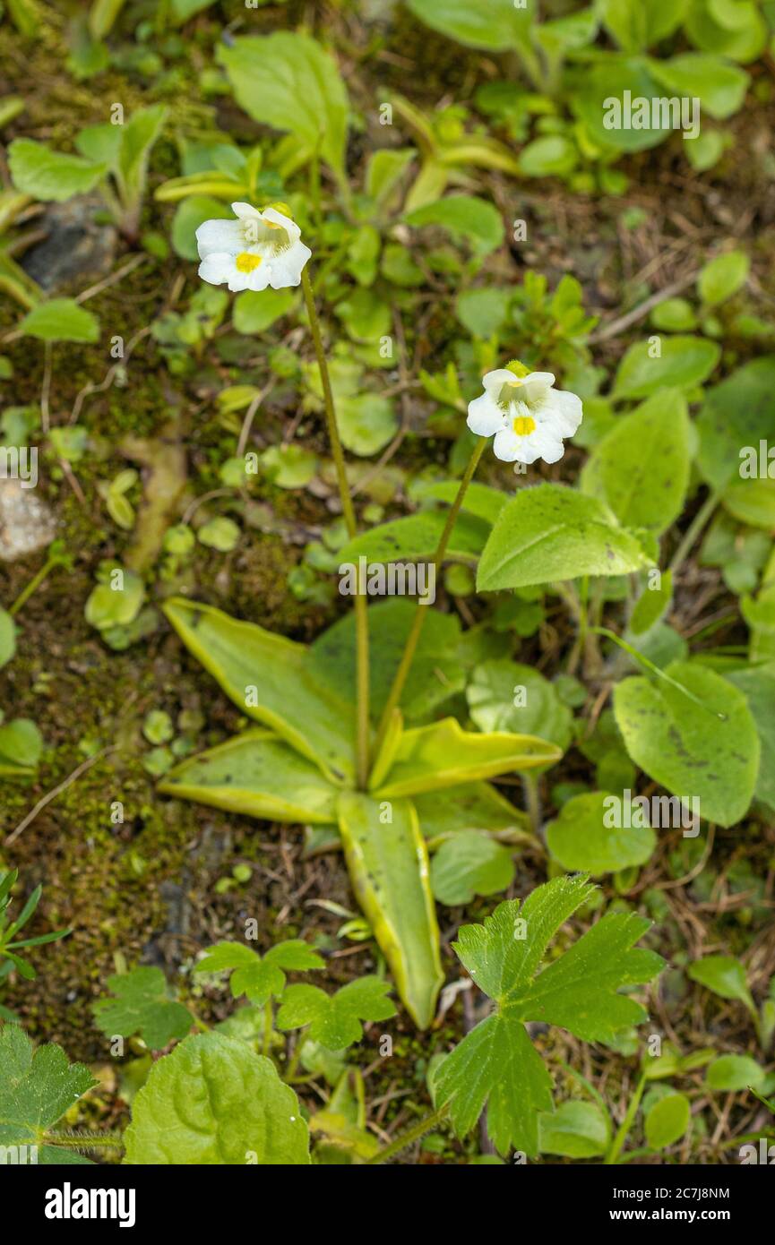 Alpine butterwort (Pinguicula alpina), blooming, Austria, Carinthia, Hohe Tauern National Park Stock Photo