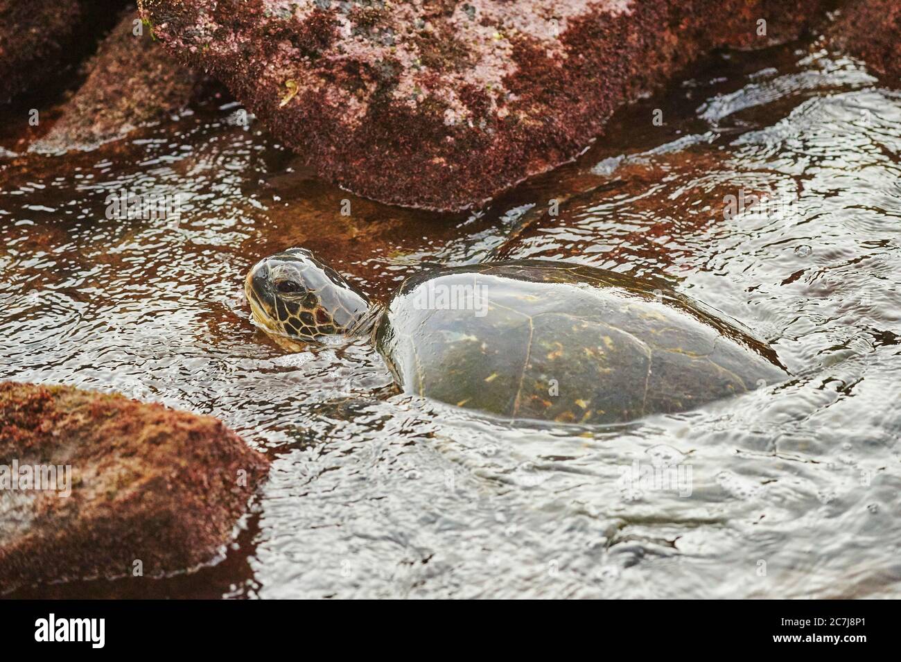 green turtle, rock turtle, meat turtle (Chelonia mydas), in the sea, USA, Hawaii, Oahu, Laniakea Beach Stock Photo