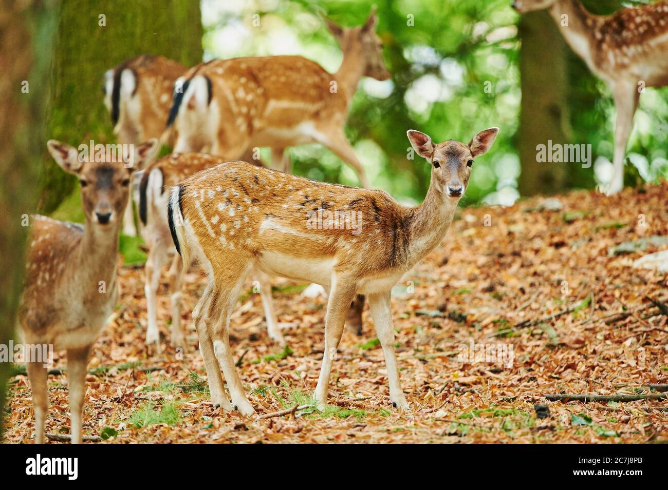 fallow deer (Dama dama, Cervus dama), group of hinds in a forest, Germany, Bavaria Stock Photo