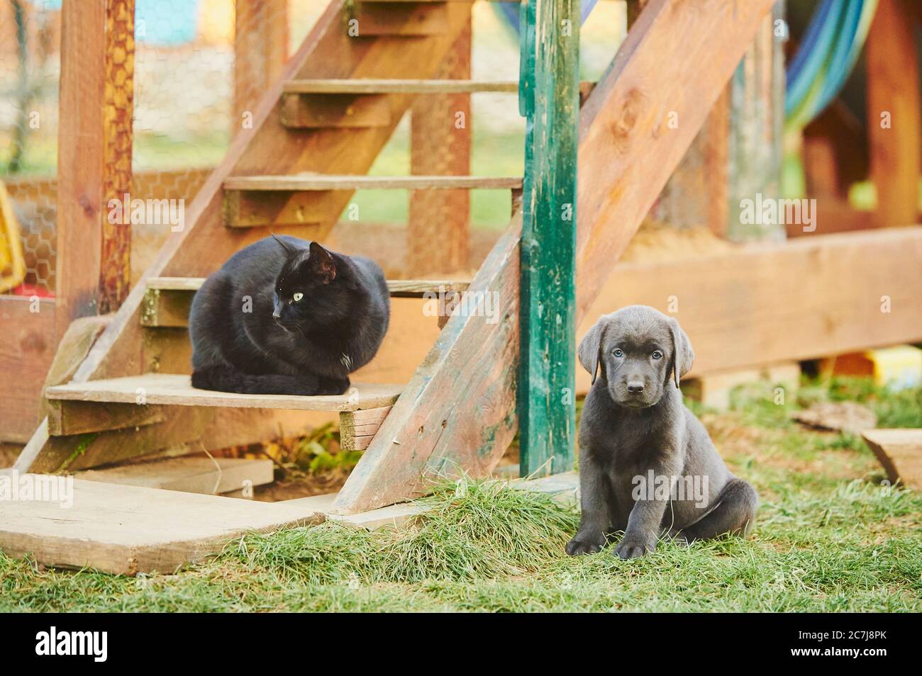 Labrador Retriever (Canis lupus f. familiaris), whelp sitting in a meadow next to a domestic cat sitting on a wooden staircase, Germany Stock Photo