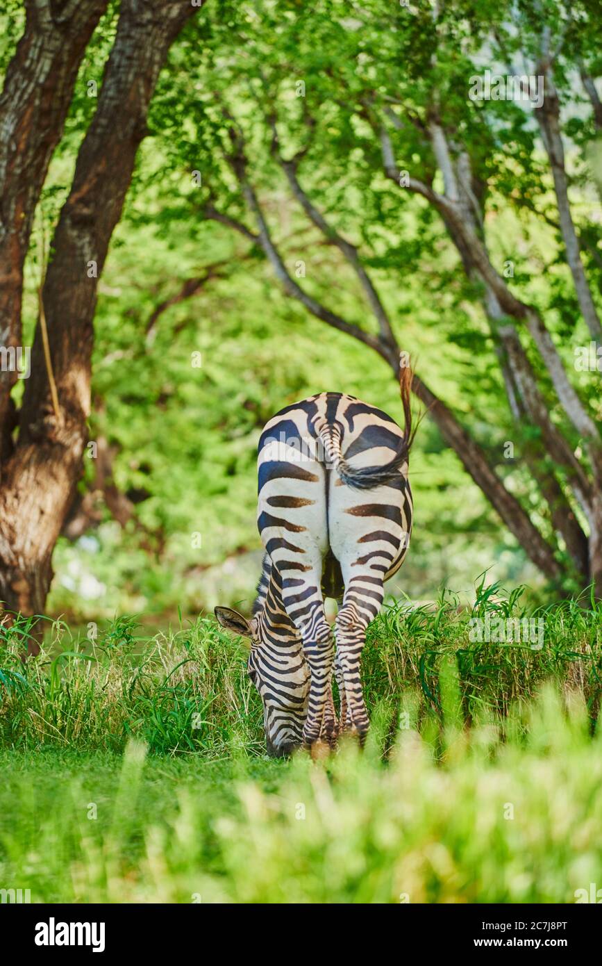 Burchell's zebra, zebra, Common zebra, plain zebra (Equus quagga burchelli, Equus burchelli), grazing zebra, rear view, Africa Stock Photo