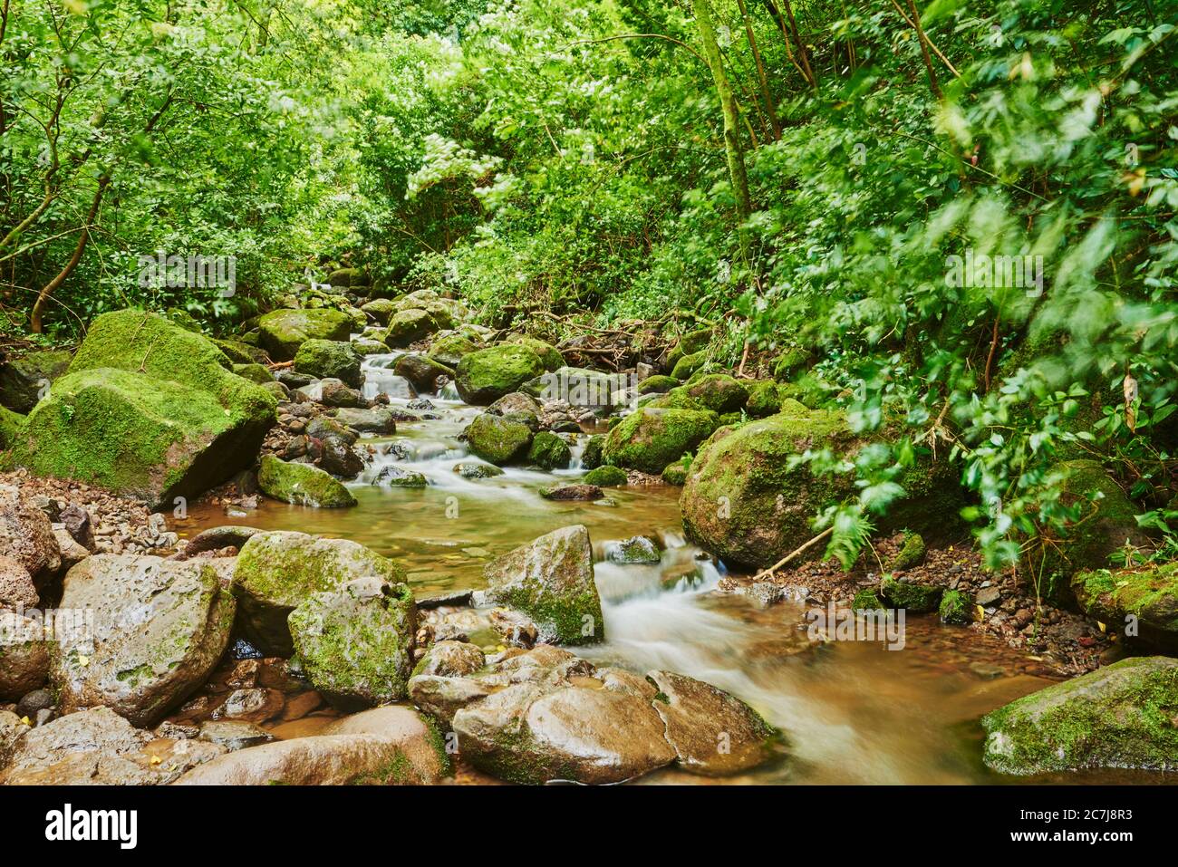 stream in a Rainforest at the Lulumahu trail to the Lulumahu falls, USA, Hawaii, Oahu, Honolulu Watershed Forest Reserve Stock Photo