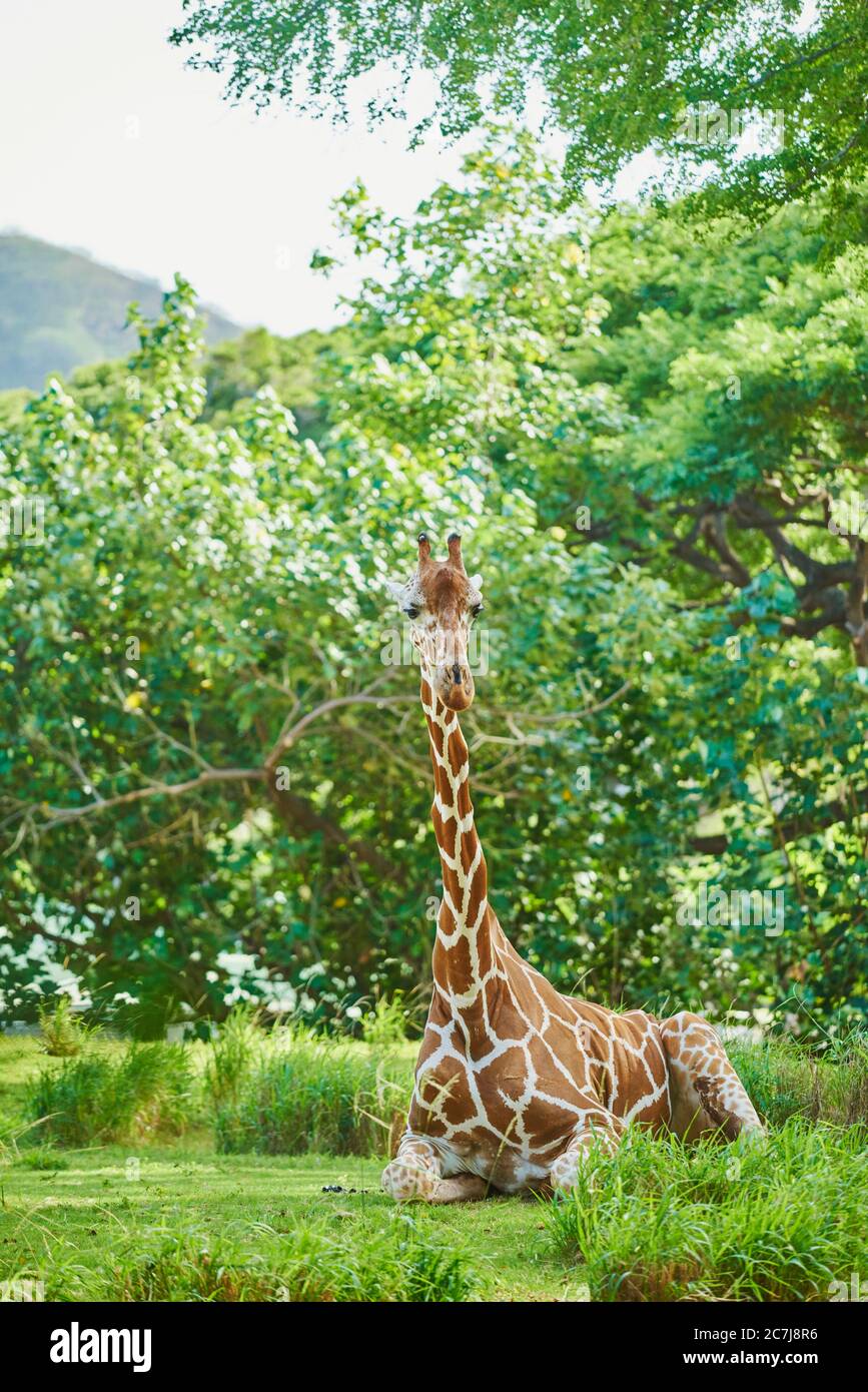 reticulated giraffe (Giraffa camelopardalis reticulata), rests on the ground, Africa Stock Photo