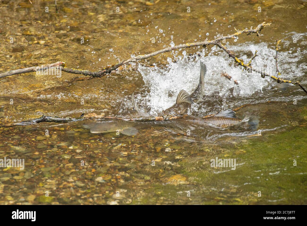 chub (Leuciscus cephalus), spawning in shallow water, Germany, Bavaria Stock Photo