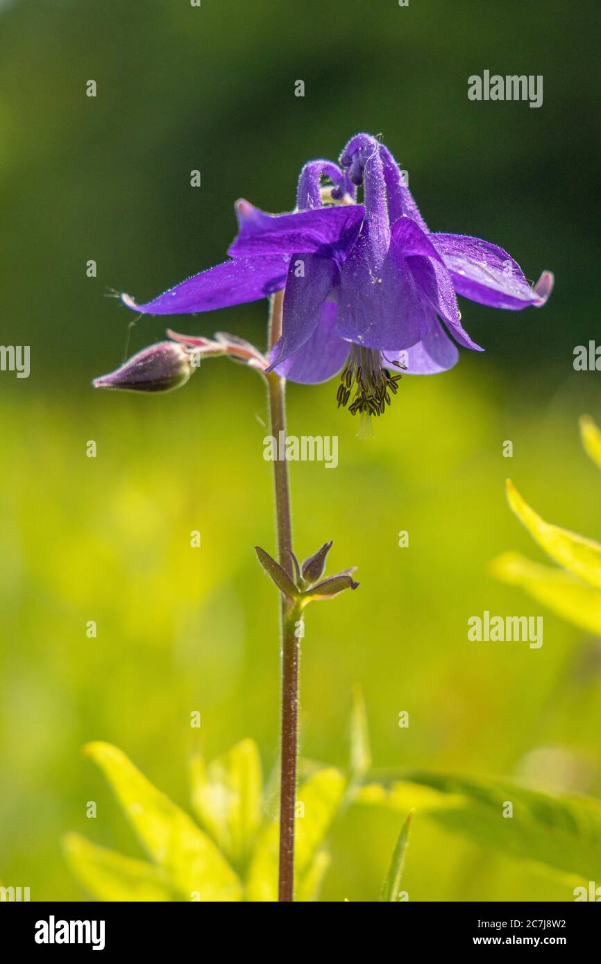 European columbine (Aquilegia vulgaris), flower, Germany, Bavaria, Chiemseemoore Stock Photo