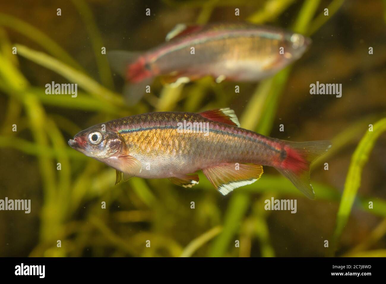White cloud fish hires stock photography and images Alamy