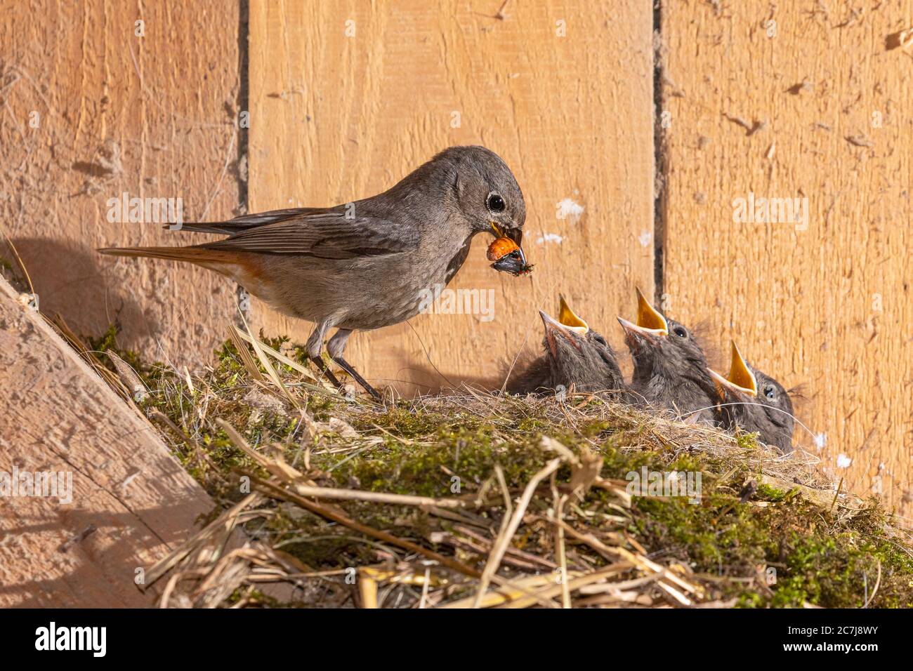 black redstart (Phoenicurus ochruros), female feeds begging young birds in the nest in an old barn, Germany, Bavaria, Isental Stock Photo