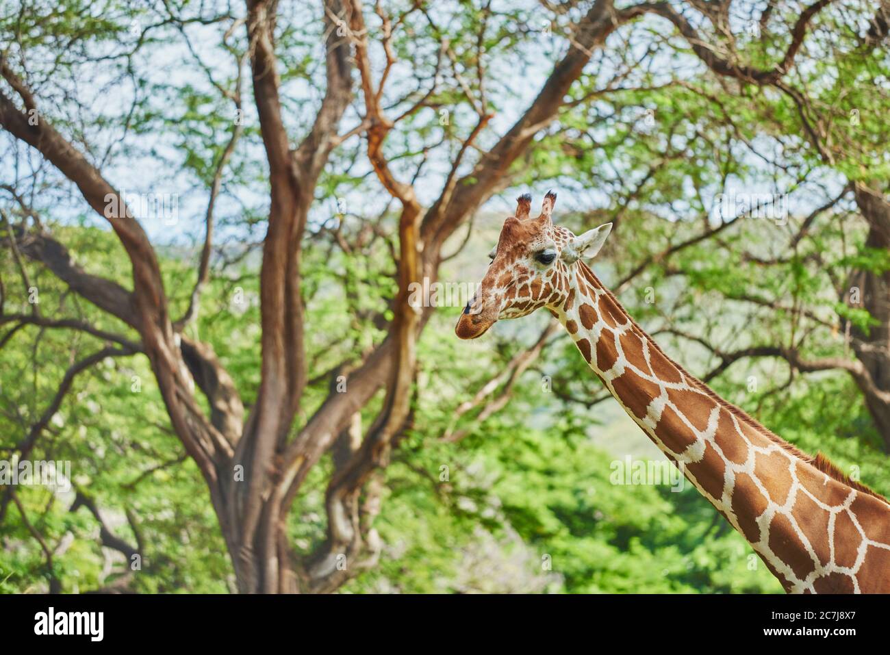 reticulated giraffe (Giraffa camelopardalis reticulata), standing in the savannah, portrait, Africa Stock Photo