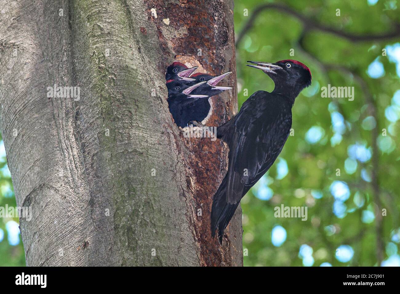black woodpecker (Dryocopus martius), male feeds begging young birds in the nesting hole in an old beech, side view, Germany, Bavaria, Isental Stock Photo