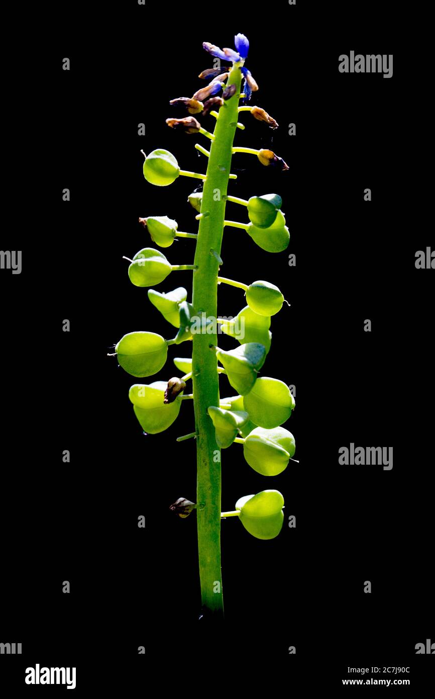 Armenian grape-hyacinth (Muscari armeniacum), infructecens against black background, Netherlands Stock Photo