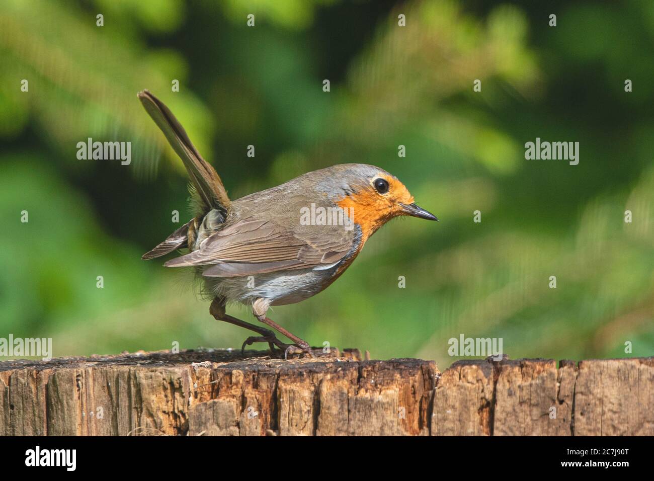 European robin (Erithacus rubecula), excited wagging it's tail, side view, Germany, Bavaria Stock Photo