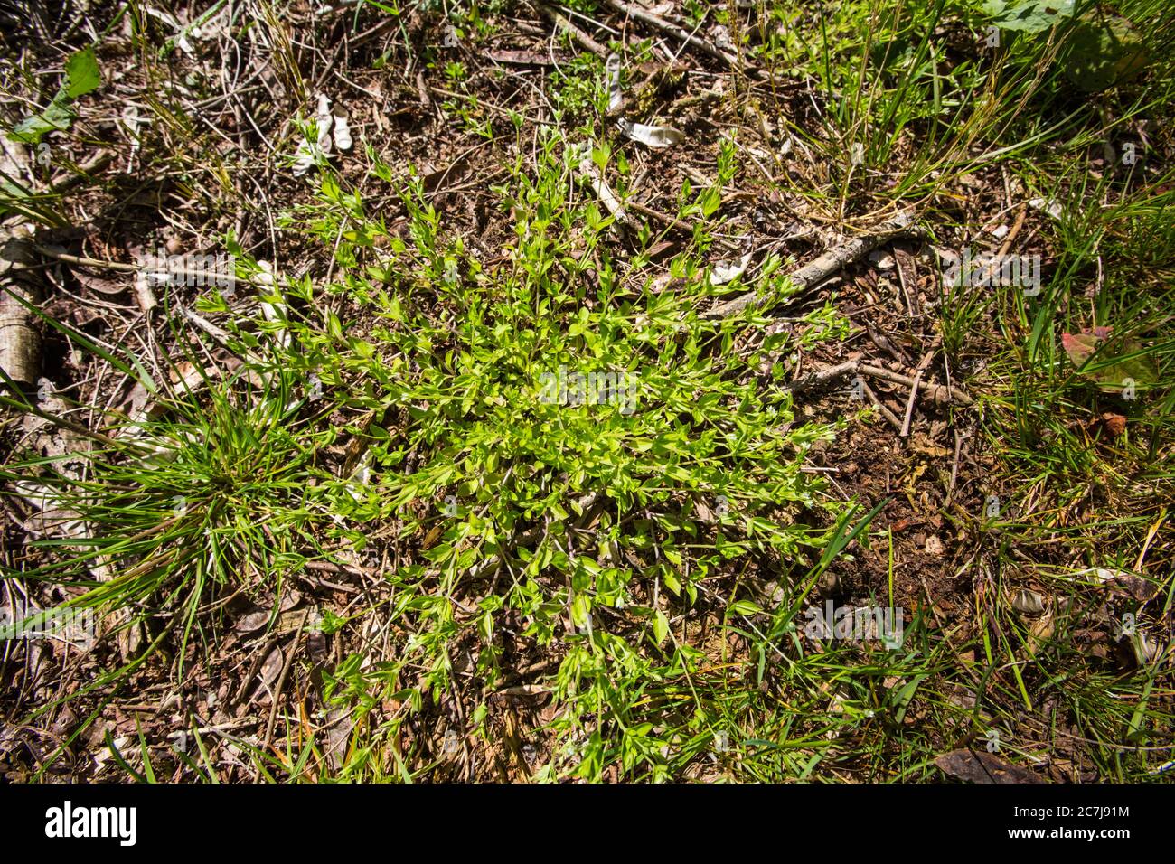 three-nerved sandwort (Moehringia trinervia), habit, Netherlands, Frisia Stock Photo