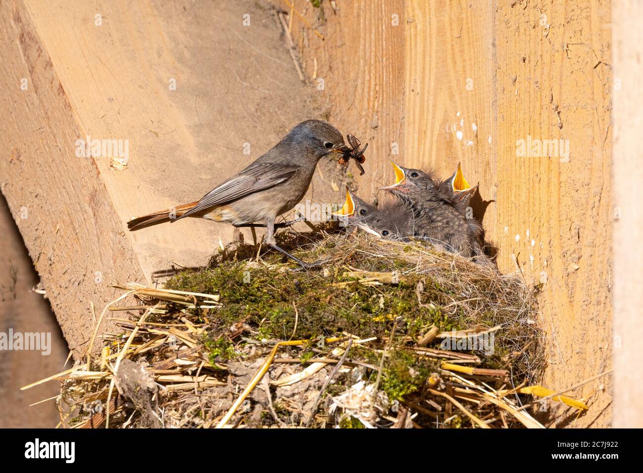black redstart (Phoenicurus ochruros), female feeds begging young birds in the nest in an old barn, Germany, Bavaria, Isental Stock Photo