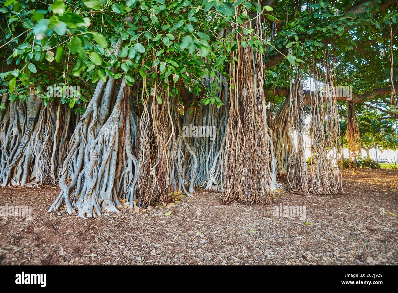 Indian banyan (Ficus benghalensis), trees at Waikiki Beach, USA, Hawaii Stock Photo