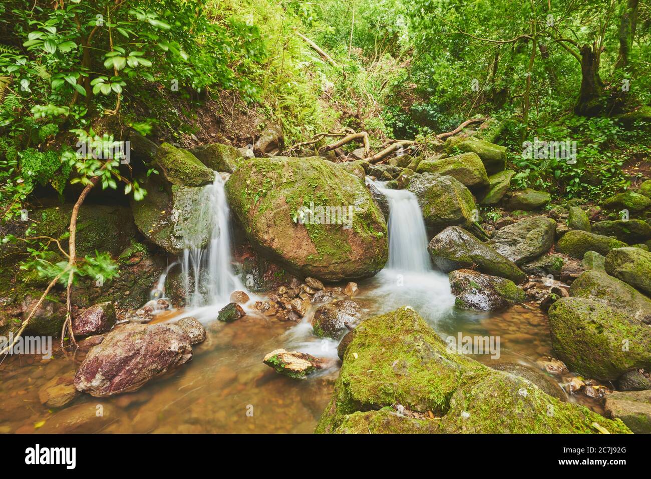 stream in a Rainforest at the Lulumahu trail to the Lulumahu falls, USA, Hawaii, Oahu, Honolulu Watershed Forest Reserve Stock Photo