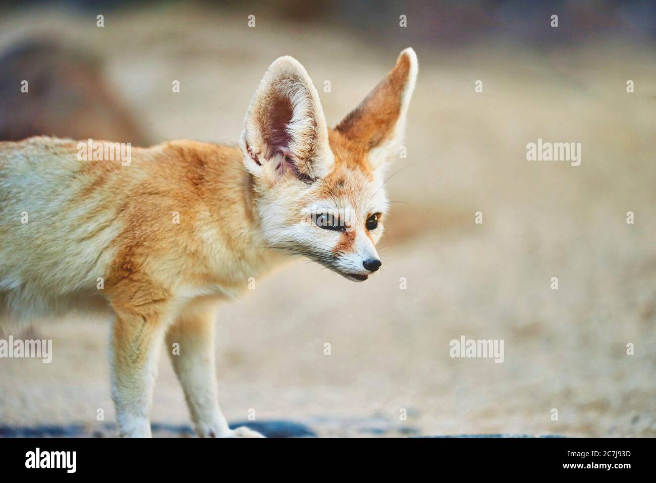 fennec fox (Fennecus zerda, Vulpes zerda), portrait, Africa Stock Photo