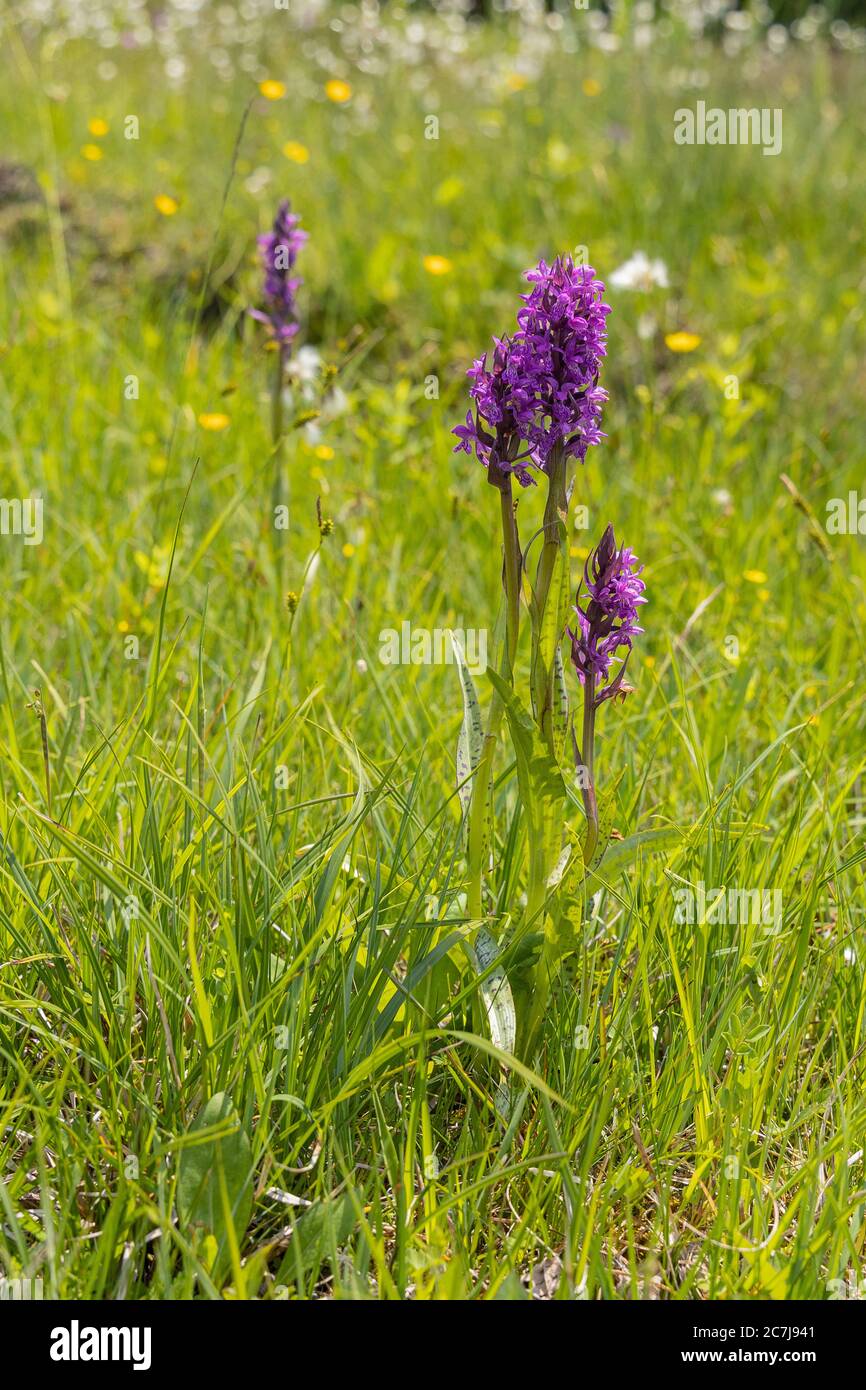 western marsh-orchid (Dactylorhiza majalis), blooming, Germany, Bavaria, Chiemseemoore Stock Photo