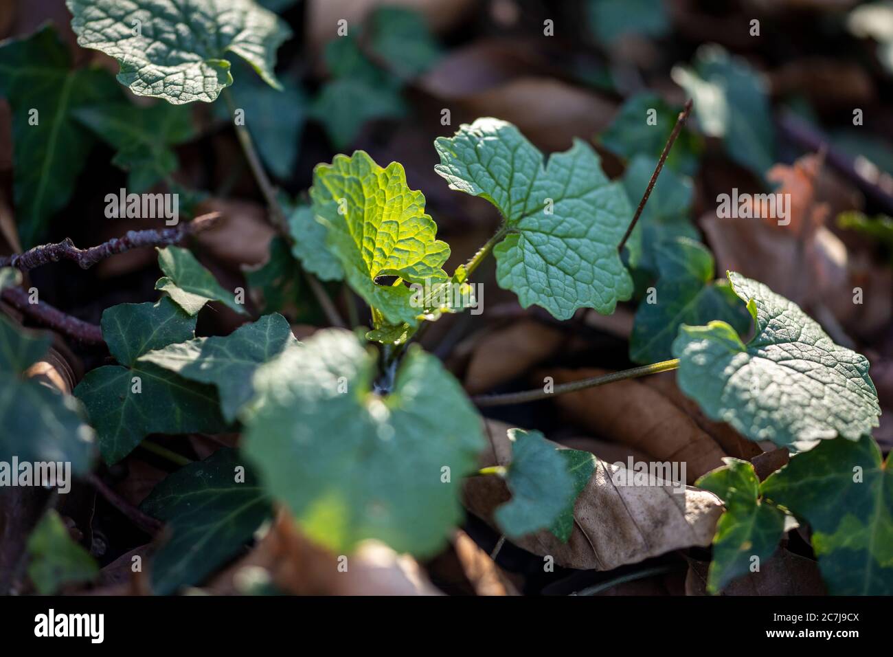 Garlic radish, leaves, detail Stock Photo Alamy