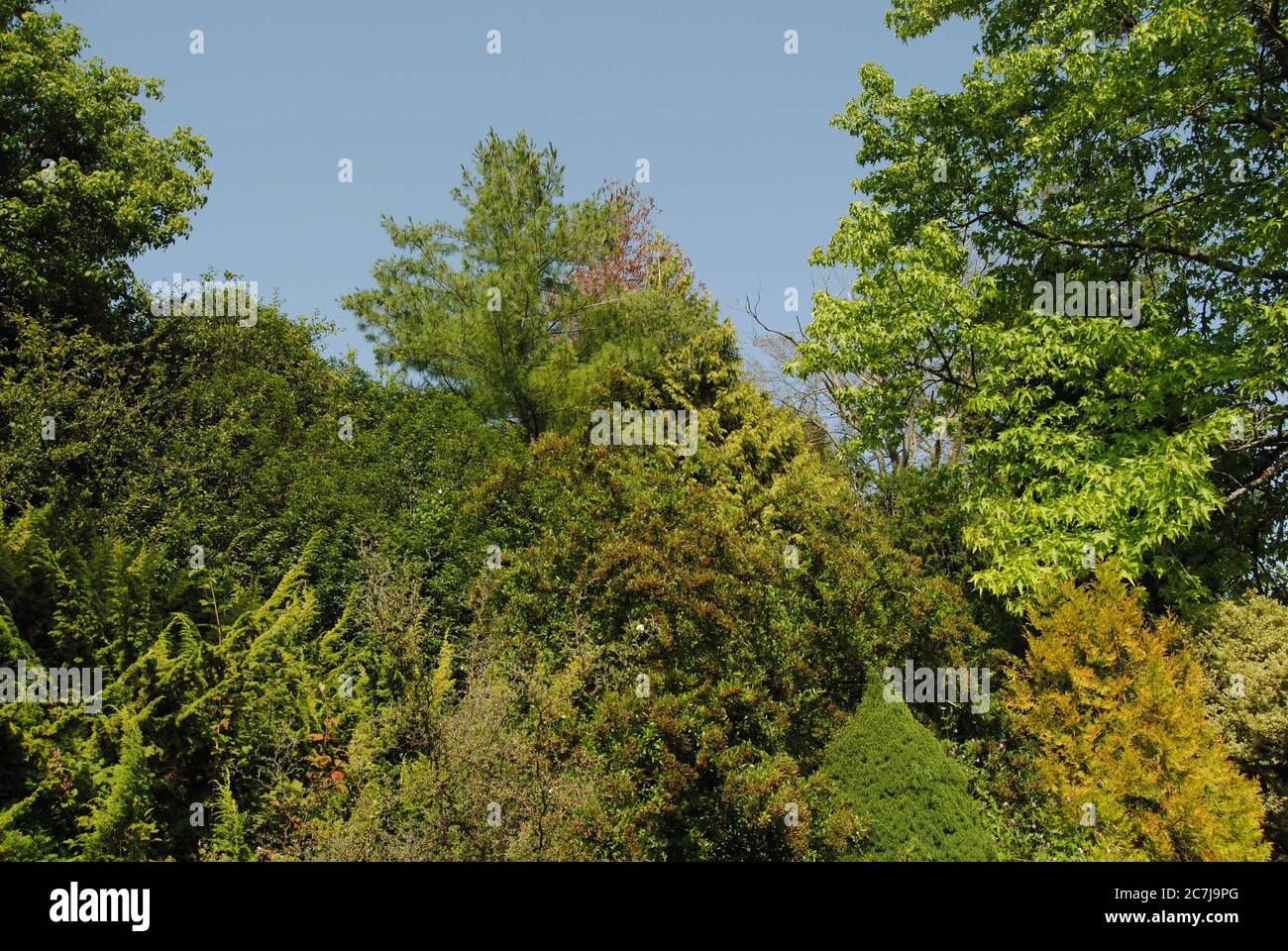BATH, ENGLAND, UNITED KINGDOM - Jul 10, 2019: The Botanical Gardens ...