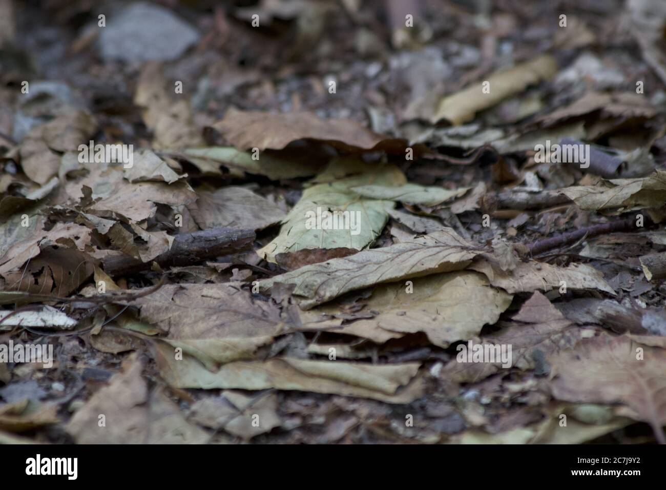 Forest floor covered in leaves hi-res stock photography and images - Alamy
