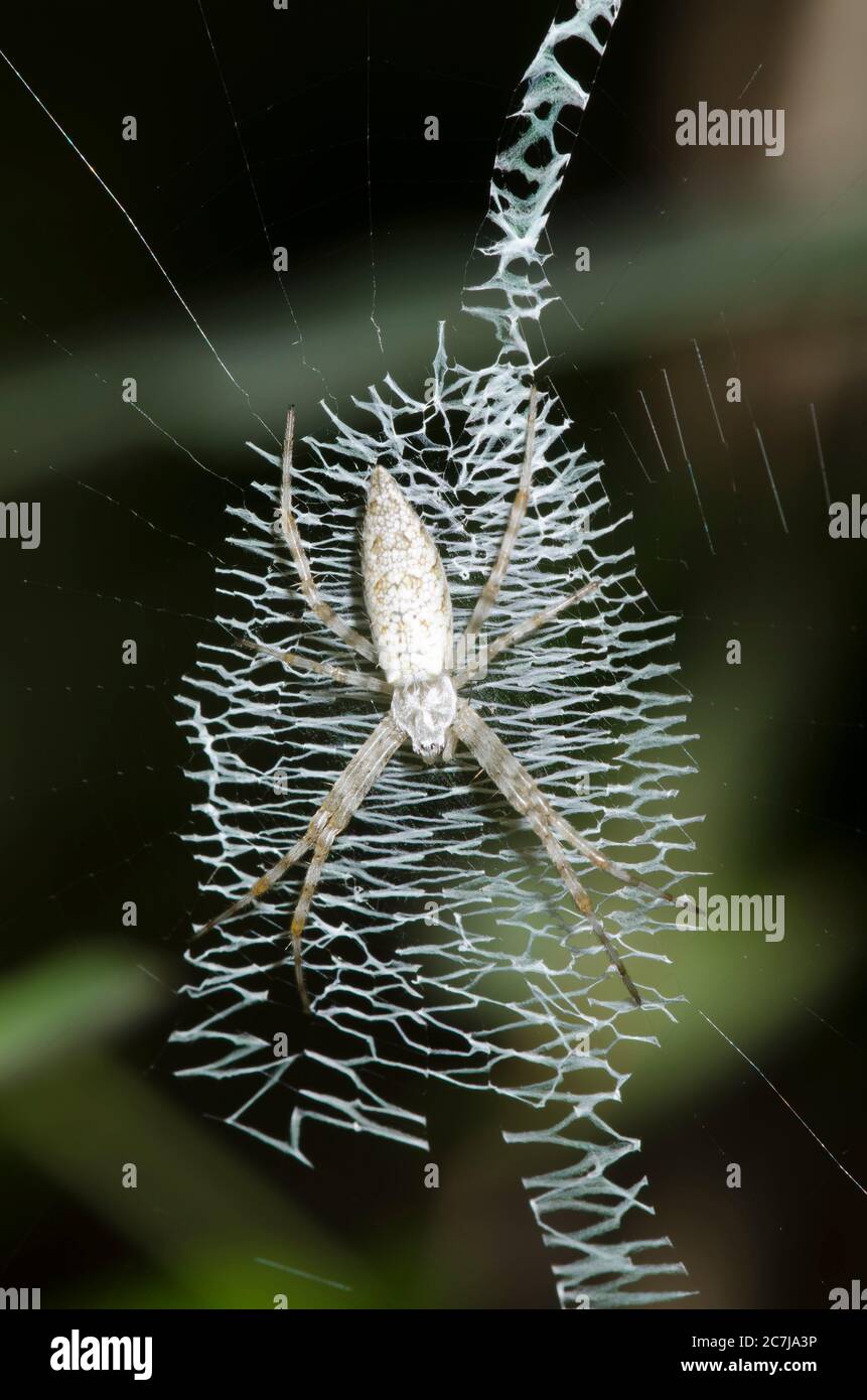 Black and Yellow Argiope, Argiope aurantia, immature individual in web with with stabilimentum Stock Photo