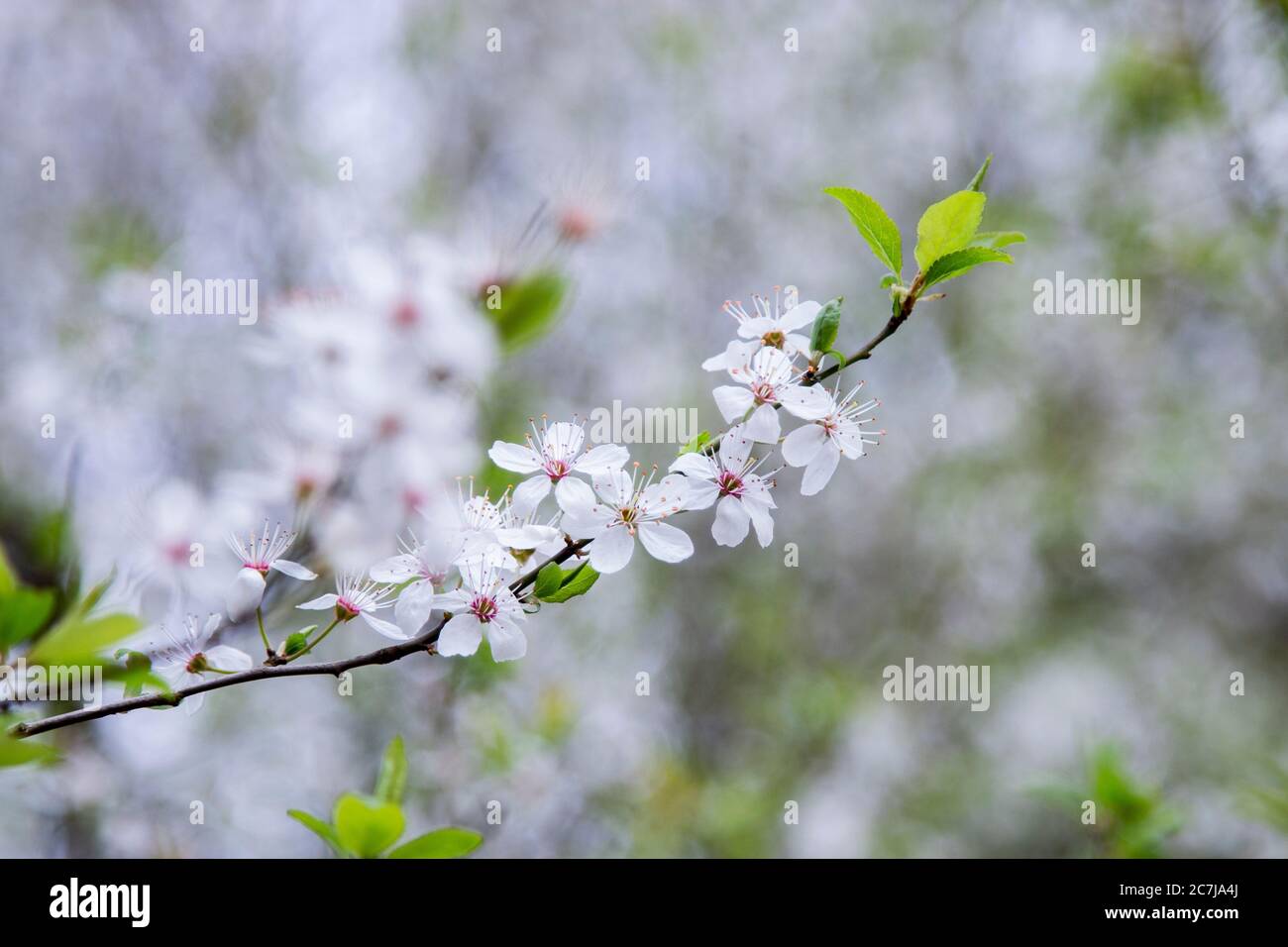Wild cherry, blossoms, detail Stock Photo