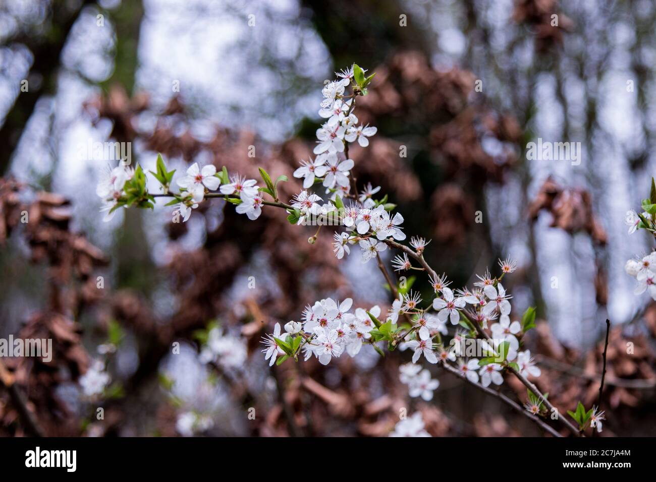 Wild cherry, blossoms, detail Stock Photo