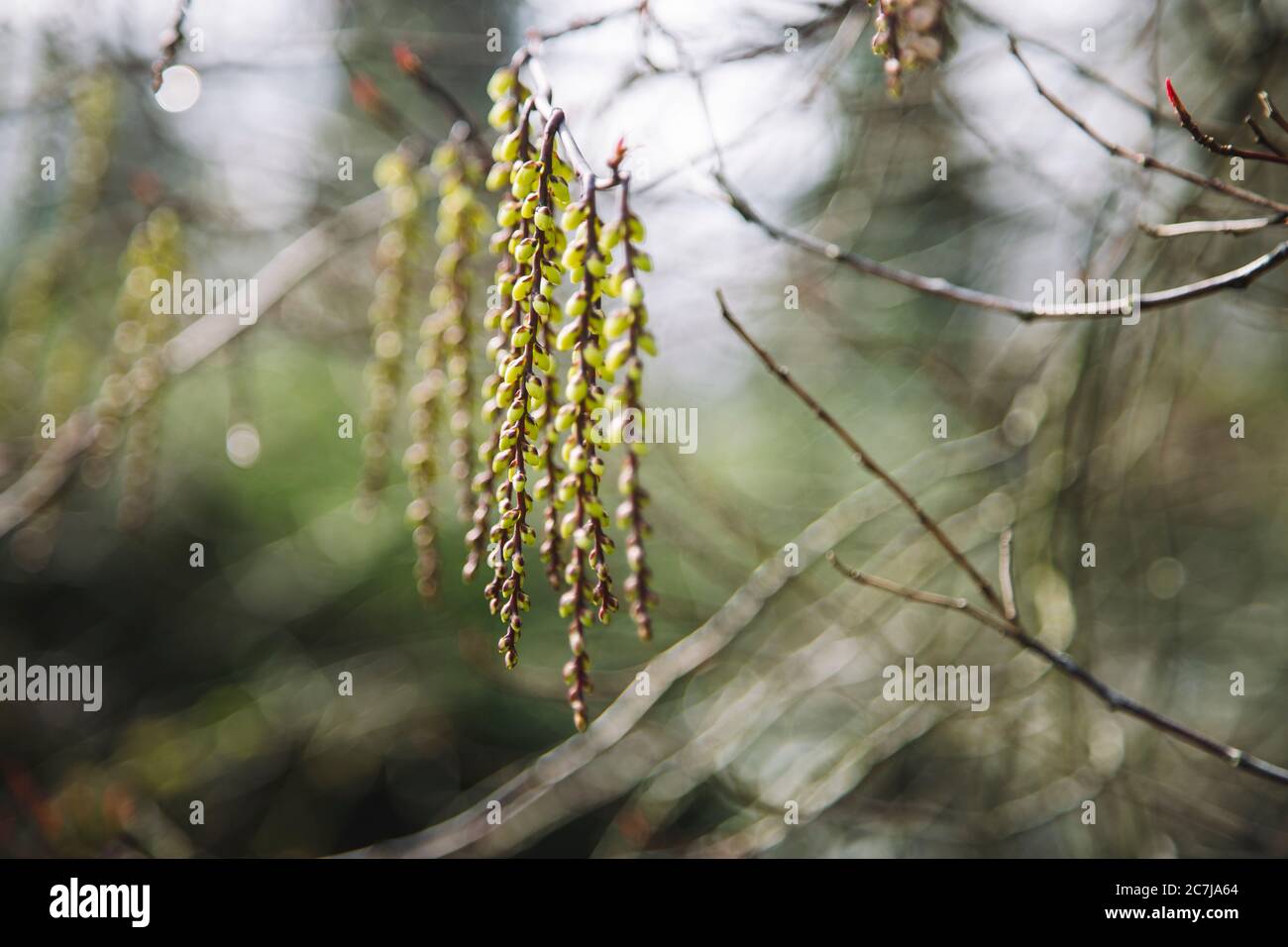 chinese pearl tail, detail Stock Photo