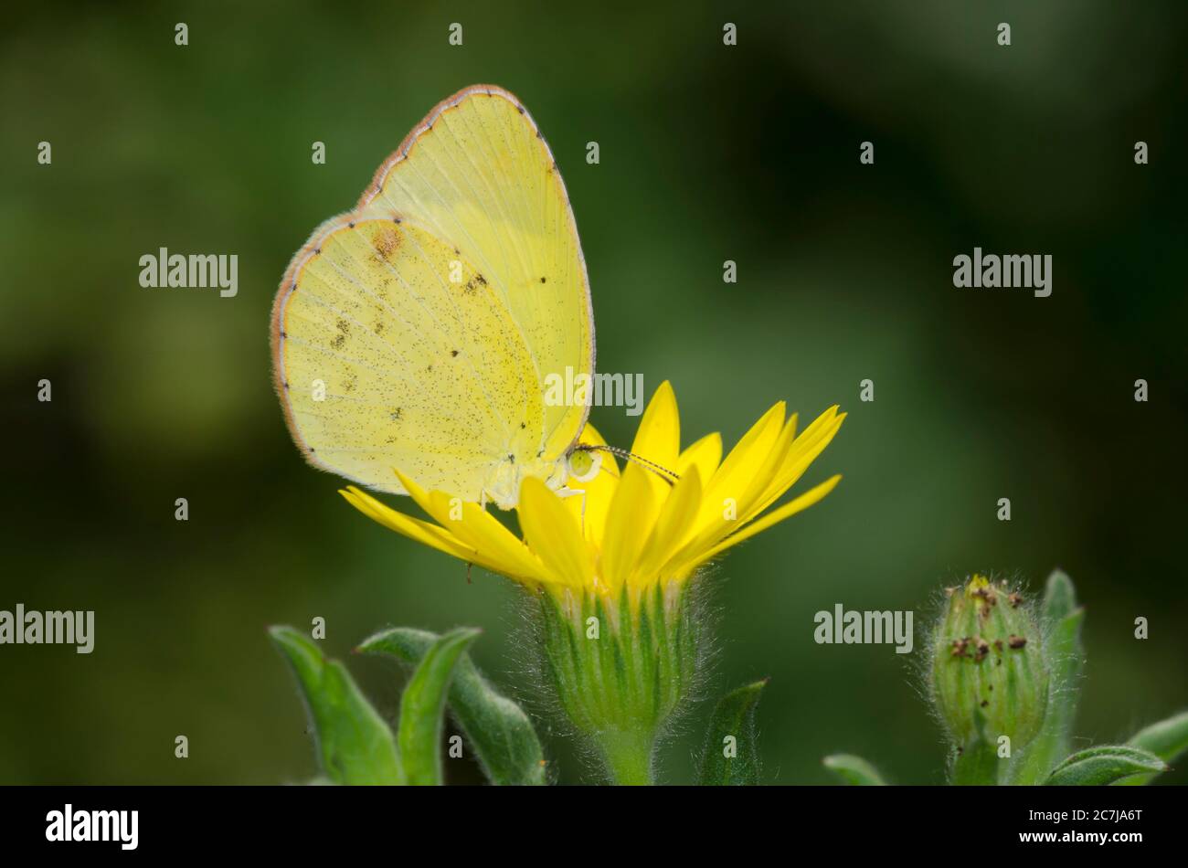 Little Yellow, Pyrisitia lisa, nectaring from soft goldenaster, Bradburia pilosa Stock Photo