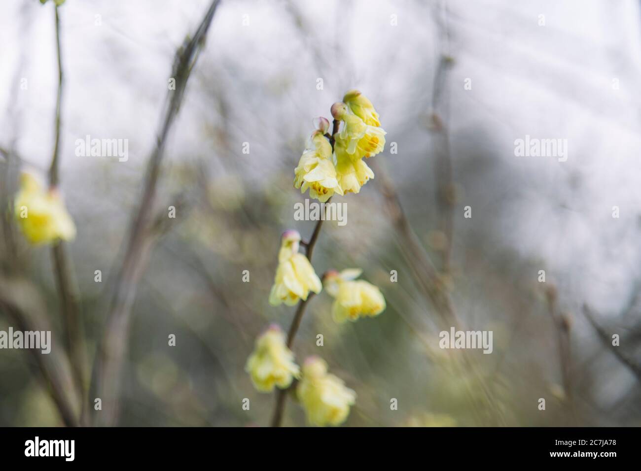 Azure flower hazel, Corylopsis pauciflora Stock Photo