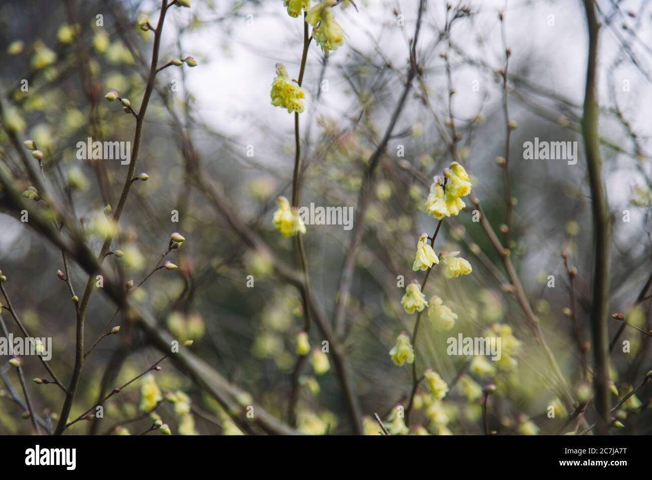 Azure flower hazel, Corylopsis pauciflora Stock Photo