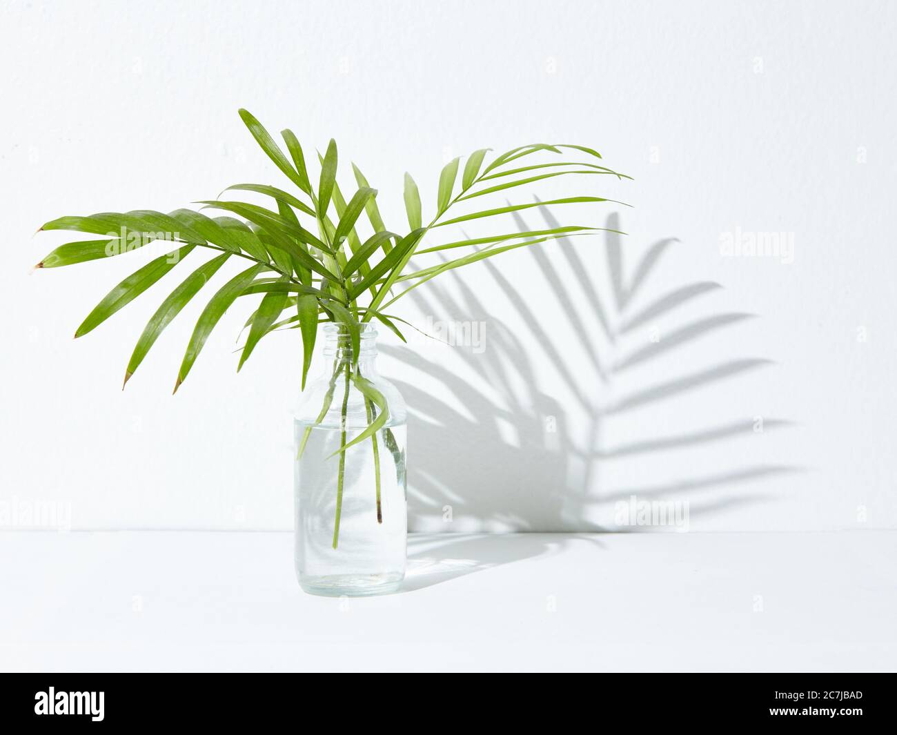 Green houseplant in a glass jar on a white background Stock Photo - Alamy