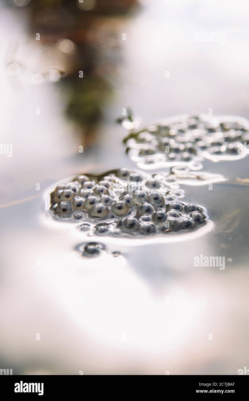 Water surface, spawning Stock Photo