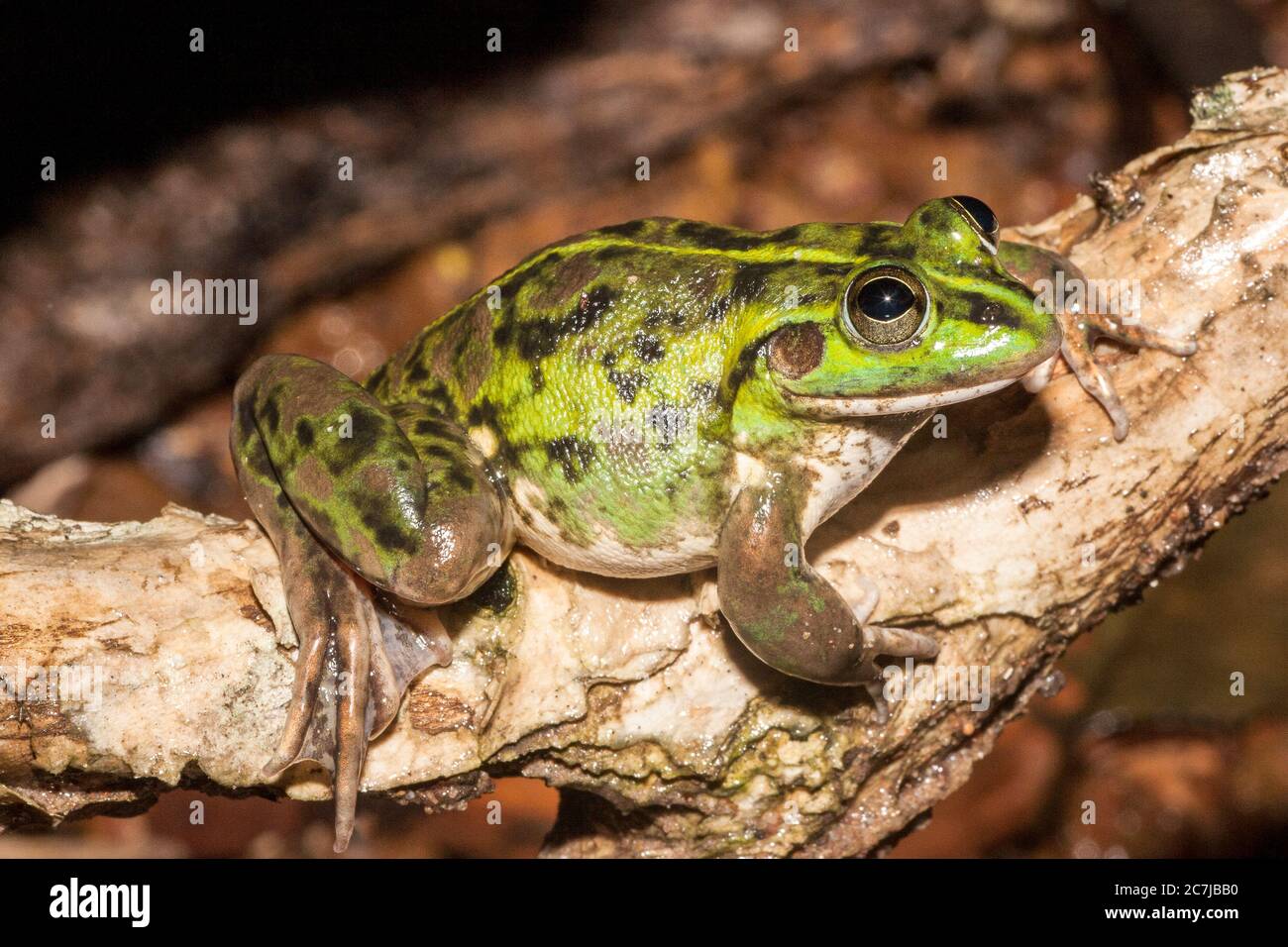 Dhal's Aquatic Frog Stock Photo