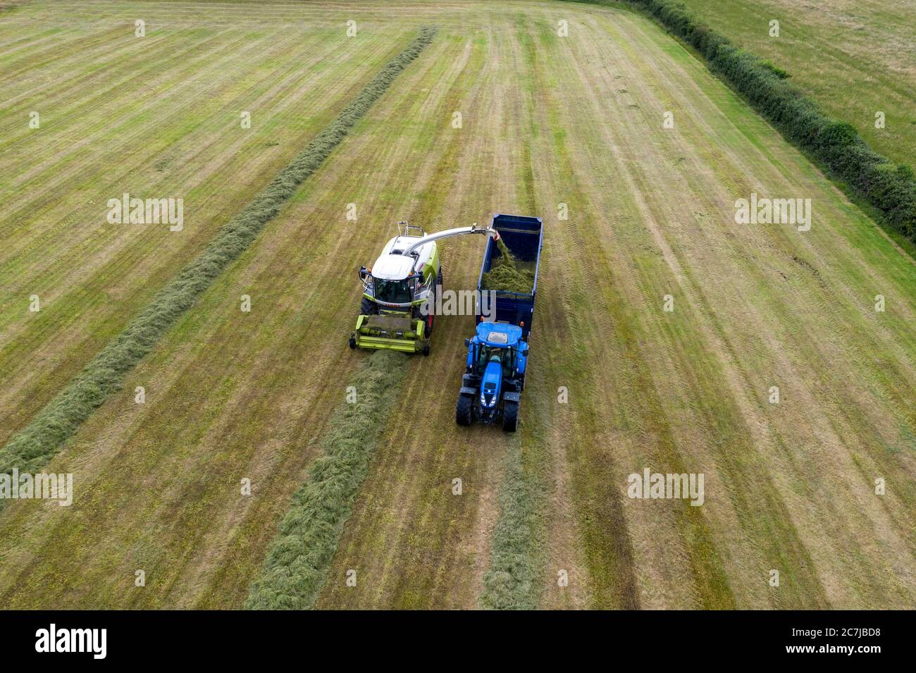 Aerial drone photograph of harvesting silage with the Class Jaguar 970 self-propelled harvester in rural County Kildare, Ireland Stock Photo